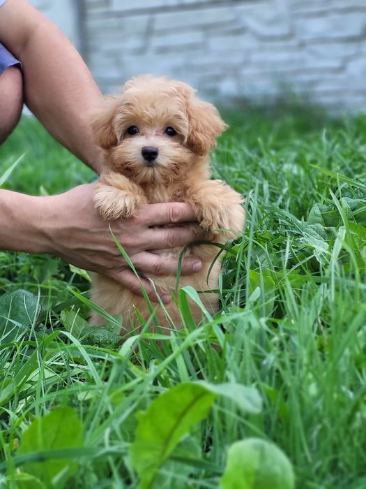 Мальтіпу міні дівчатка. Красуня крихітка ф1 мальтипу