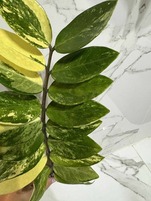 zamiokulkas variegata