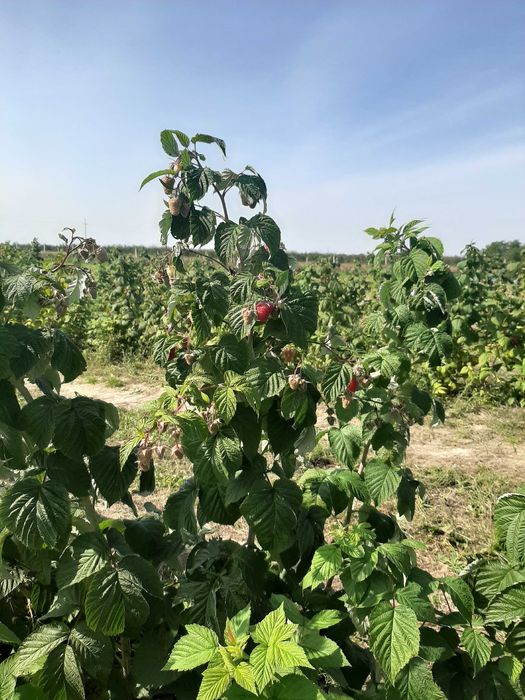 malina jesienna sadzonki