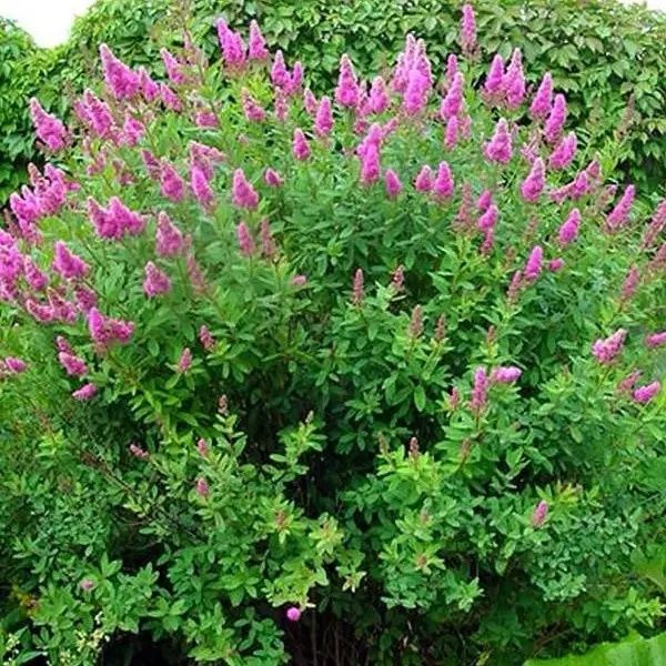 Красивые кусты спиреи