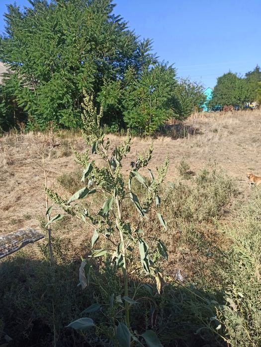 Участок 16 соток Викторовка.