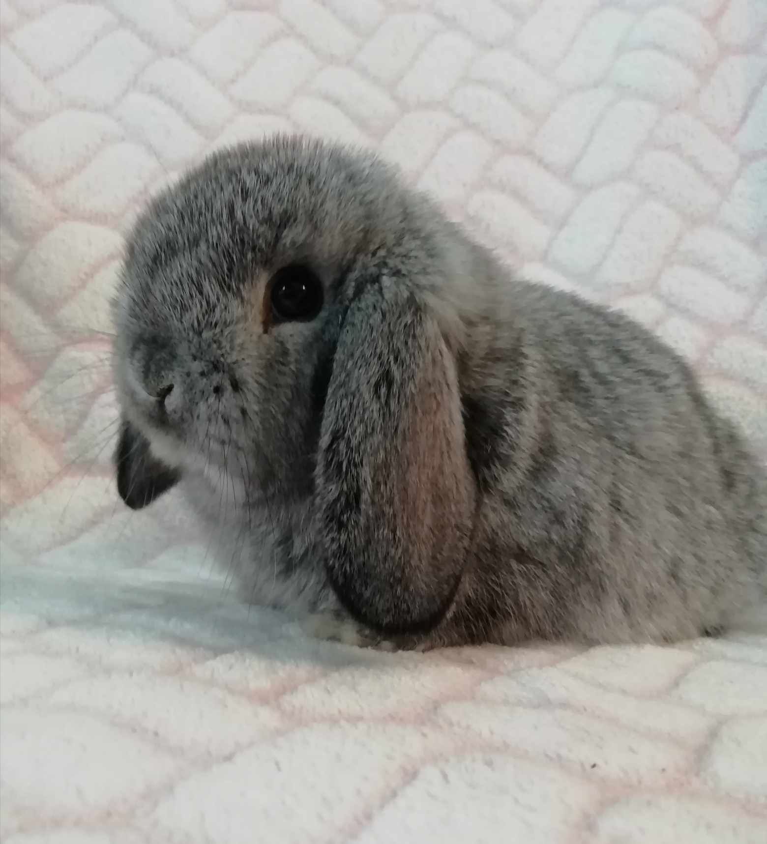 Mini lop , karzełek baranek , królik miniaturka