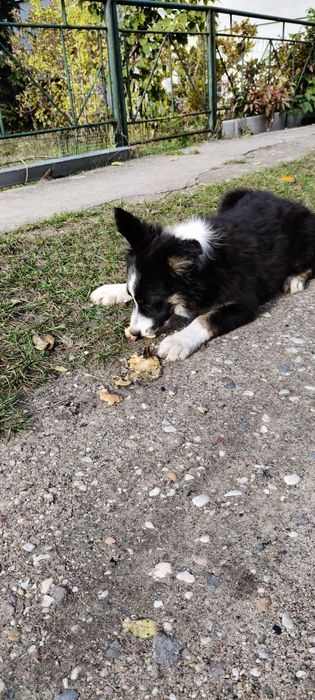Border Collie ur.09. 06. 2025