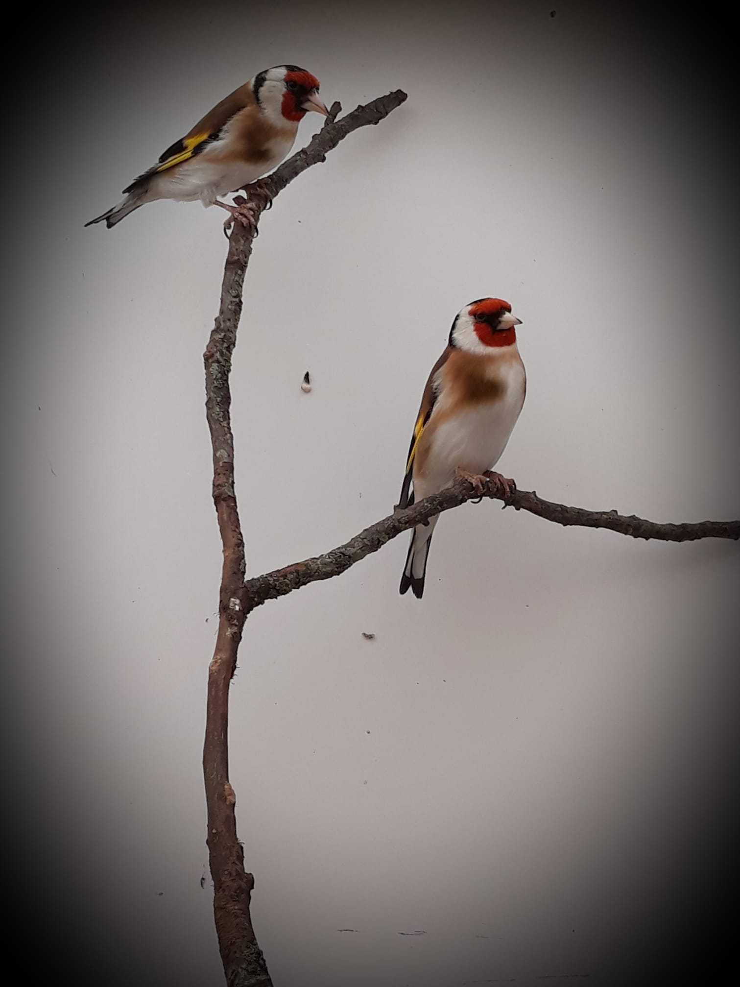 Varias aves de Fauna anilhadas 2024/2025