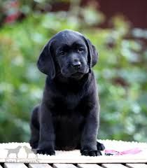 Щенки Лабрадор Ретривер мальчики и девочки есть Доставка за границу