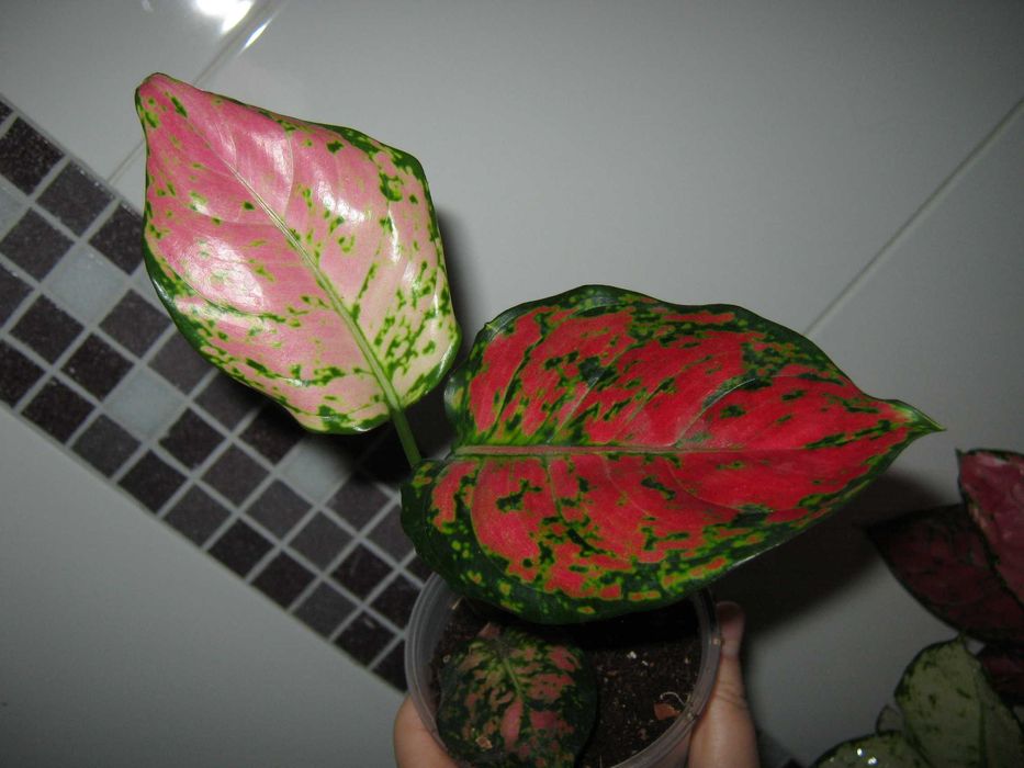 аглаонема декоративно лиственные цветы от 350грн