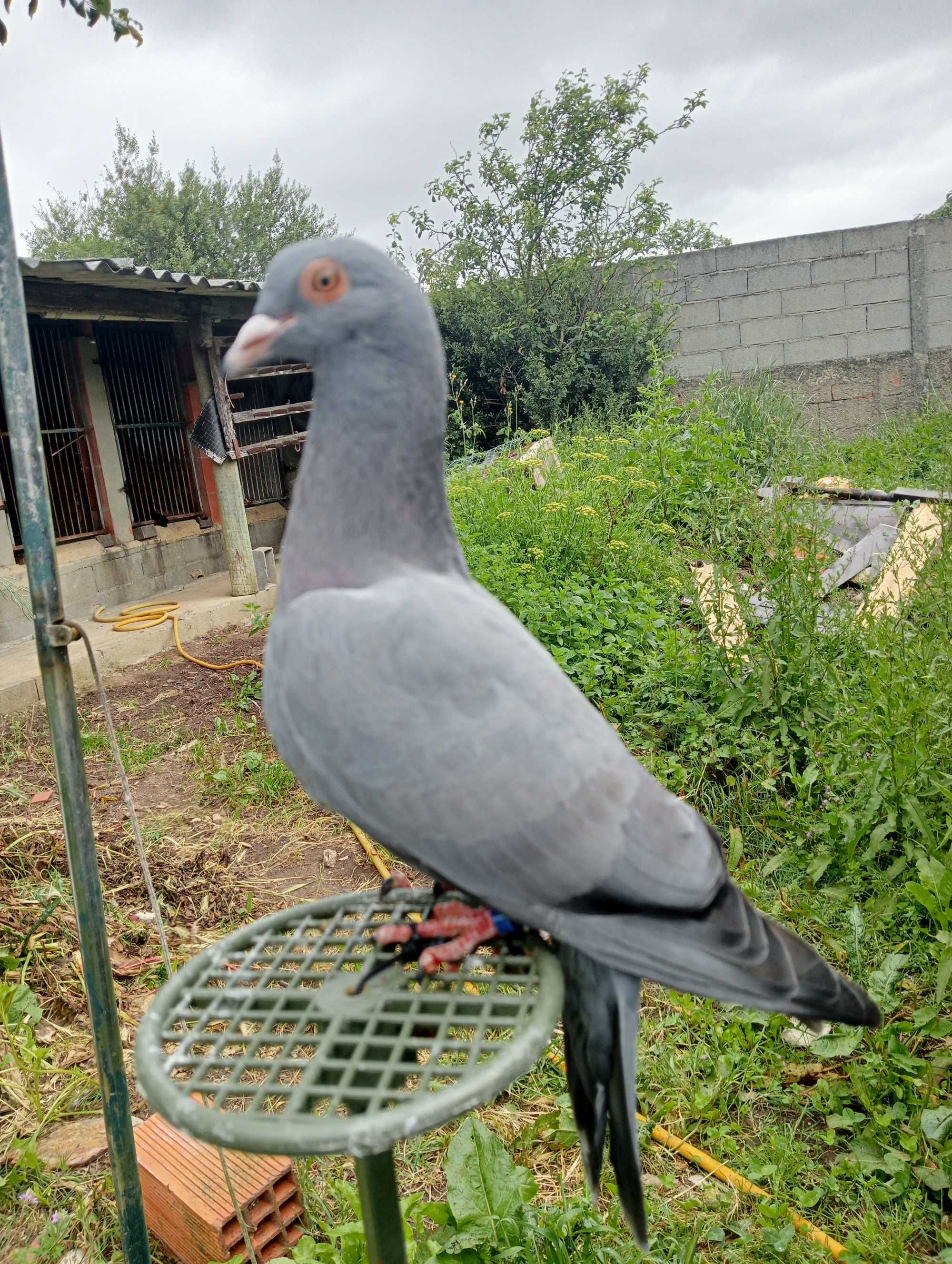 Pombos negaça franceses(Gascogne)