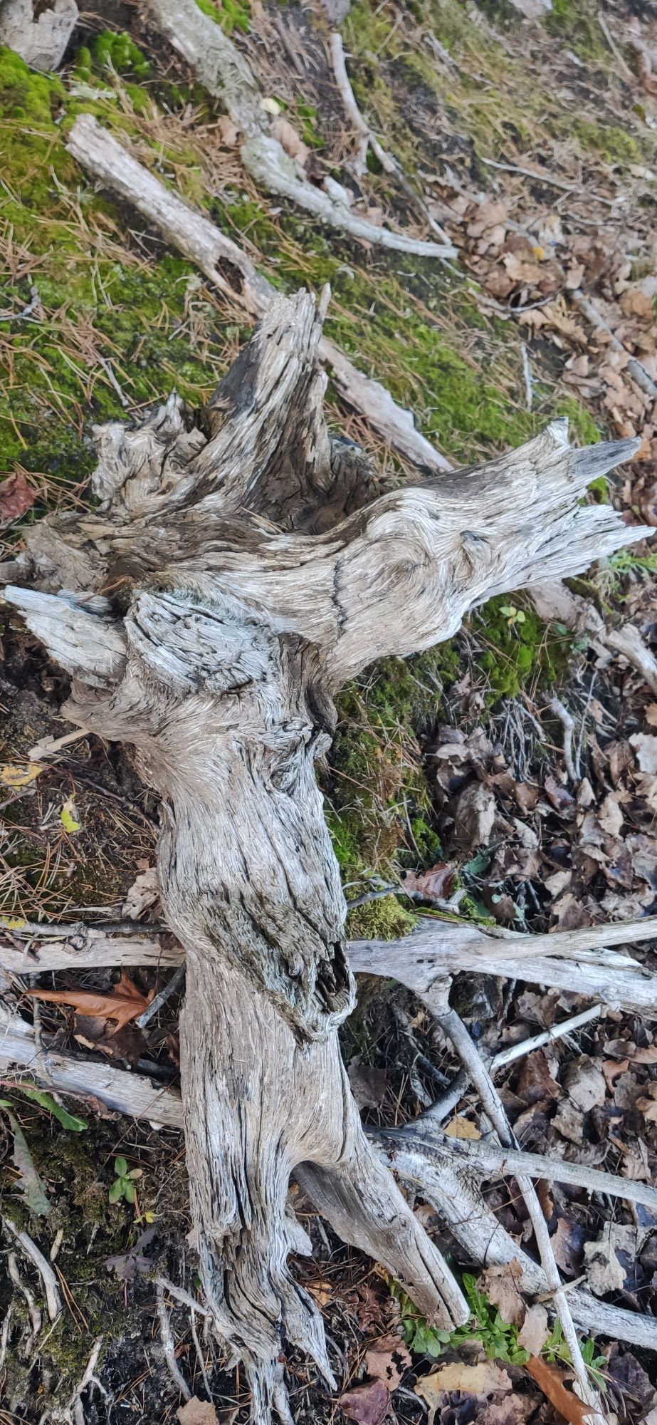 Korzeń Konar pień akwarium terrarium