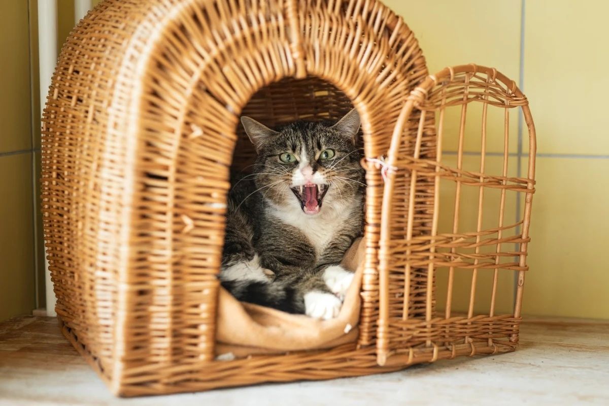 Kocurek Gniewosz do adopcji!