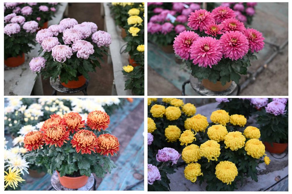 Chryzantemy wielkokwiatowe i drobnokwiatowe