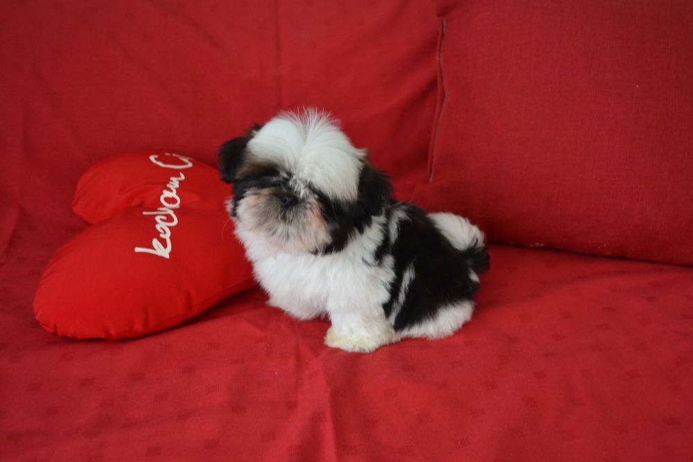 Śliczny miniaturowy piesek Shih tzu