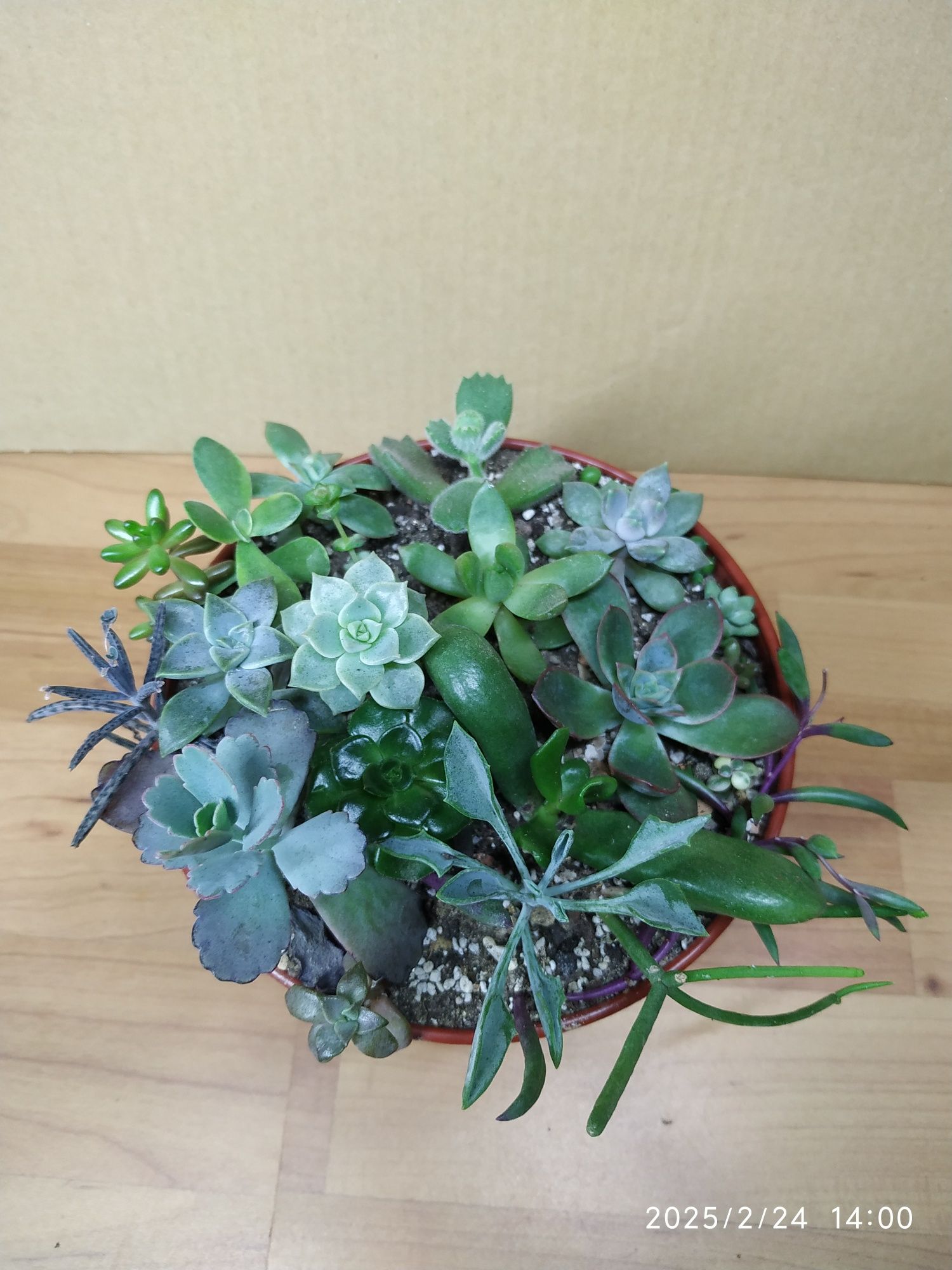 Комнатные сукуленты  20 разных сортов цена.250 грн