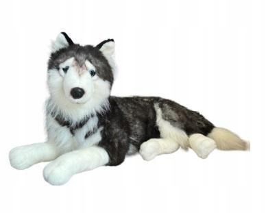 Husky Leżący 60cm, Dubi