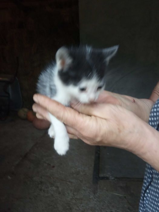 Кошенята бездомні