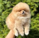 Szpic miniaturowy pomeranian FCI szczenięta chłopiec gotowy do odbioru
