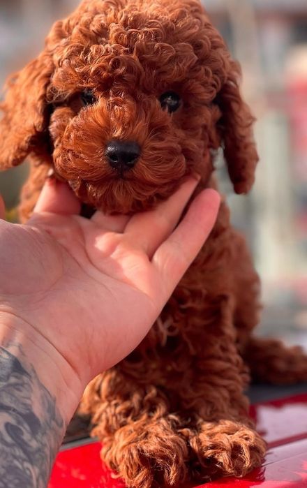 Ред Браун той пудель