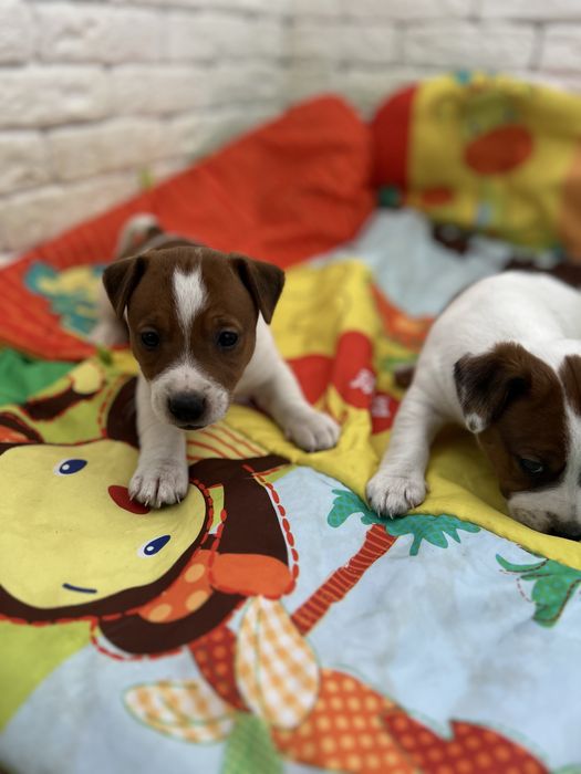 Хлопчики і дівчатка джек рассел терьер . Біколор , триколор