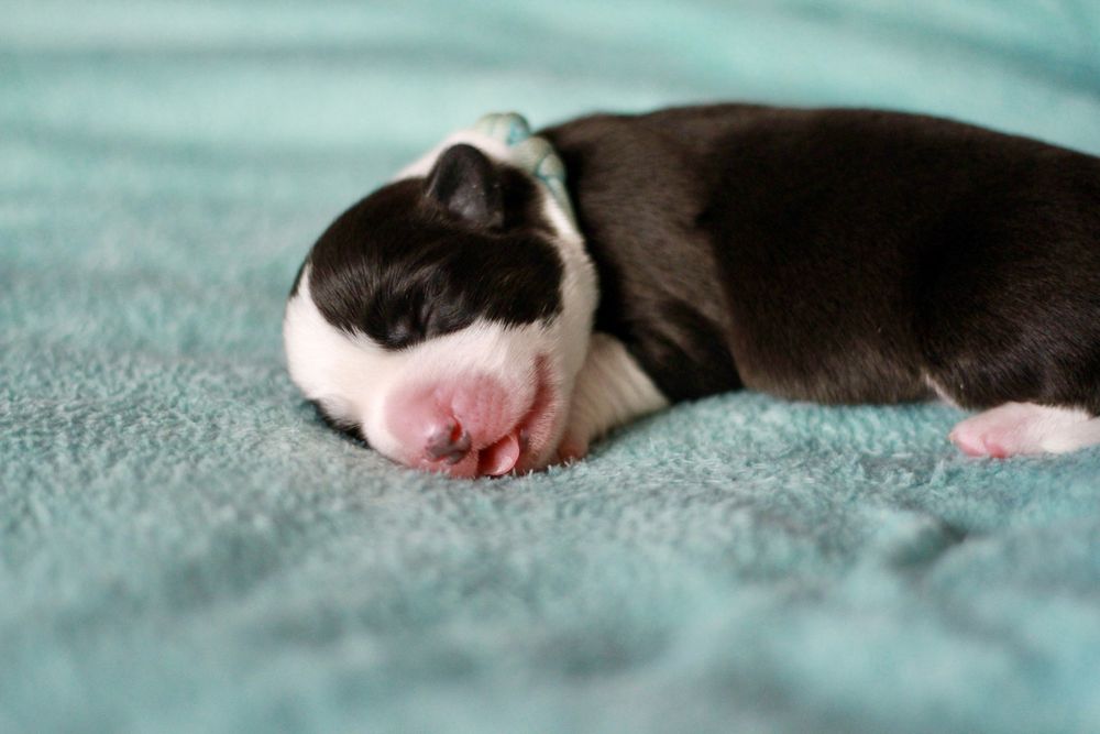 welsh Corgi Cardigan FCI