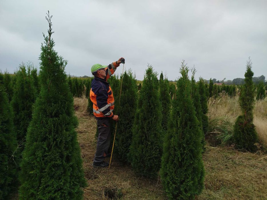 tuja szmaragd 160cm (thuja smaragd)