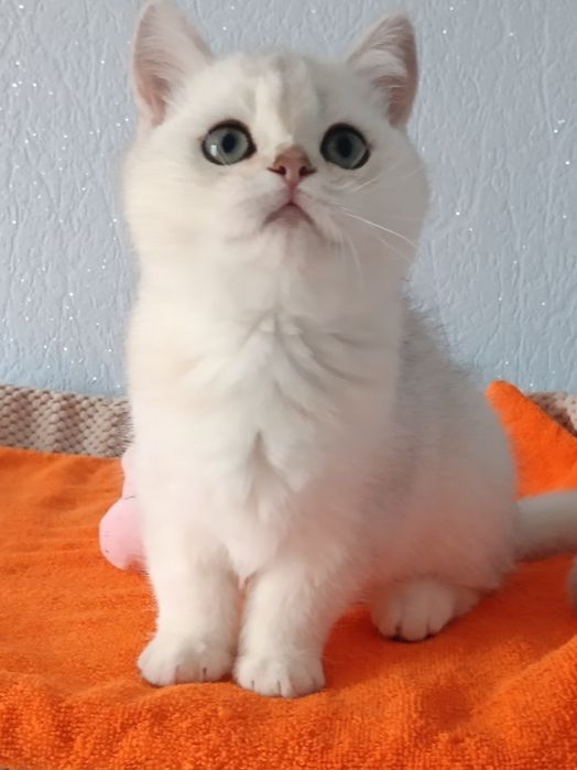 Дуже ласкавий малюк