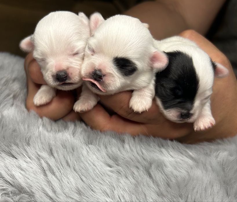 Śnieżno biała sunia po Championie gotowa do rezerwacji