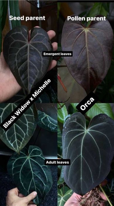 Anthurium Black Widow x Michelle X Orca