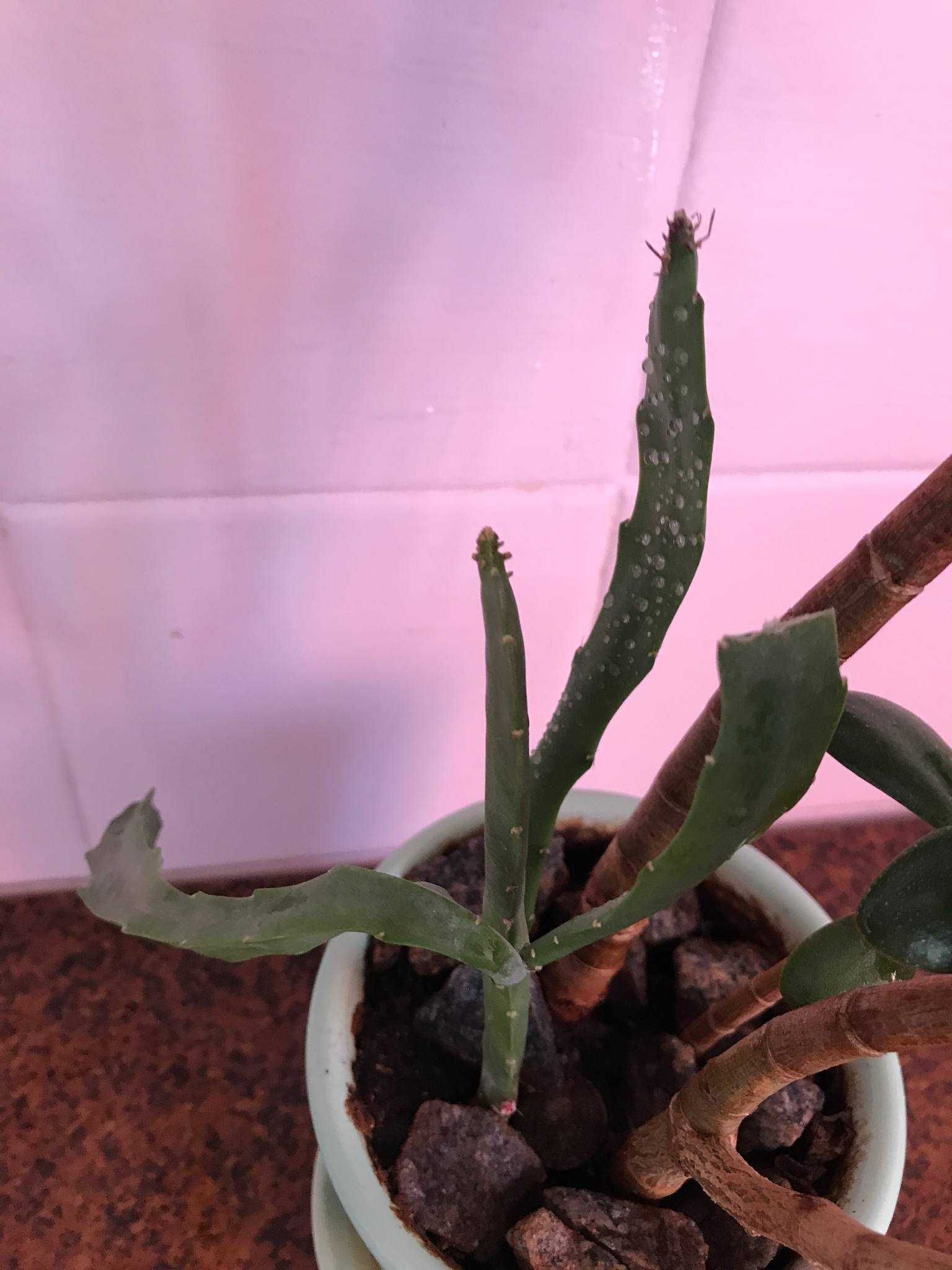 Толстянка денежное дерево (Crassula ovata)  3шт. растение вазон