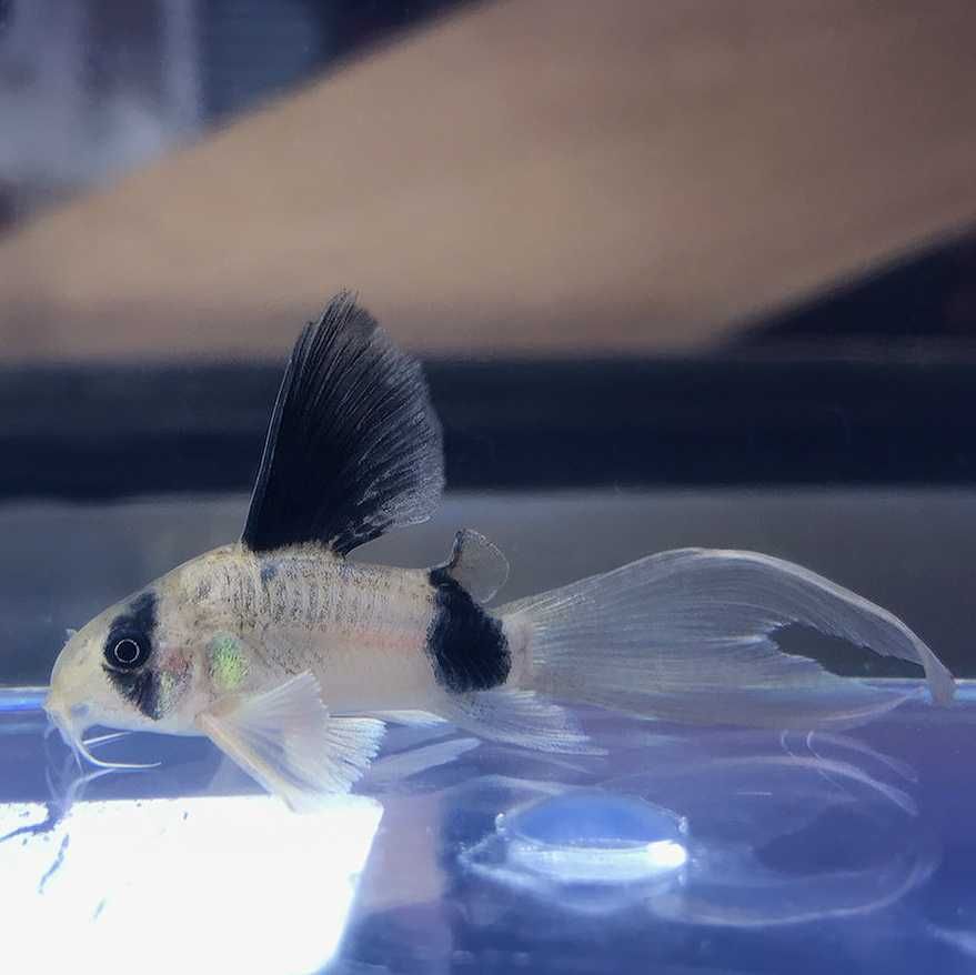 Kirysek panda odmiana WELONIASTA - Corydoras panda - Kirys weloniasty