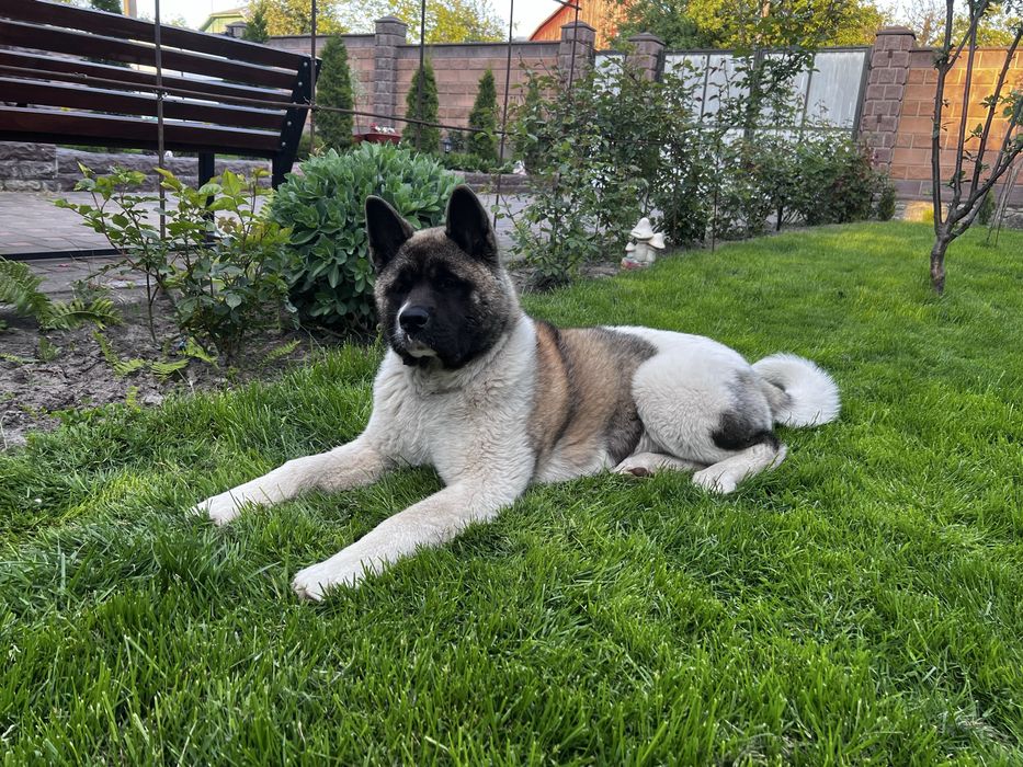 Акіта Американська для вʼязки, парки! Хлопчик