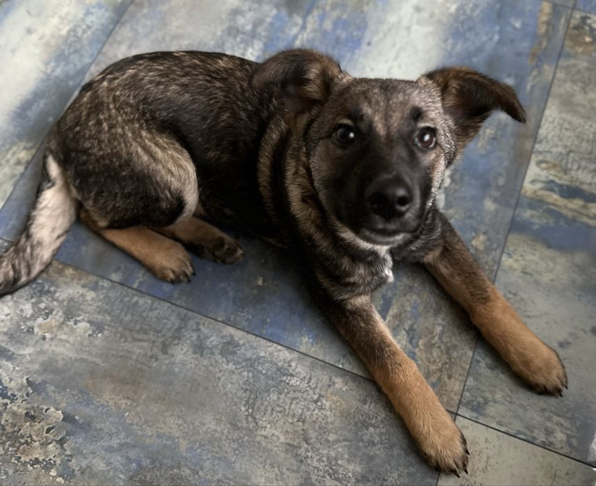 Цуценя дівчинка 4 місяці