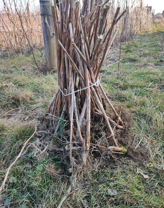 Sadzonki malin, wczesna odmiana, duże owoce