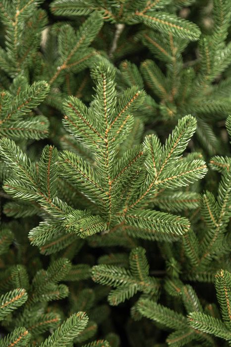 Ялинка лита Віденська