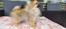 Szpic miniatura pomeranian orange