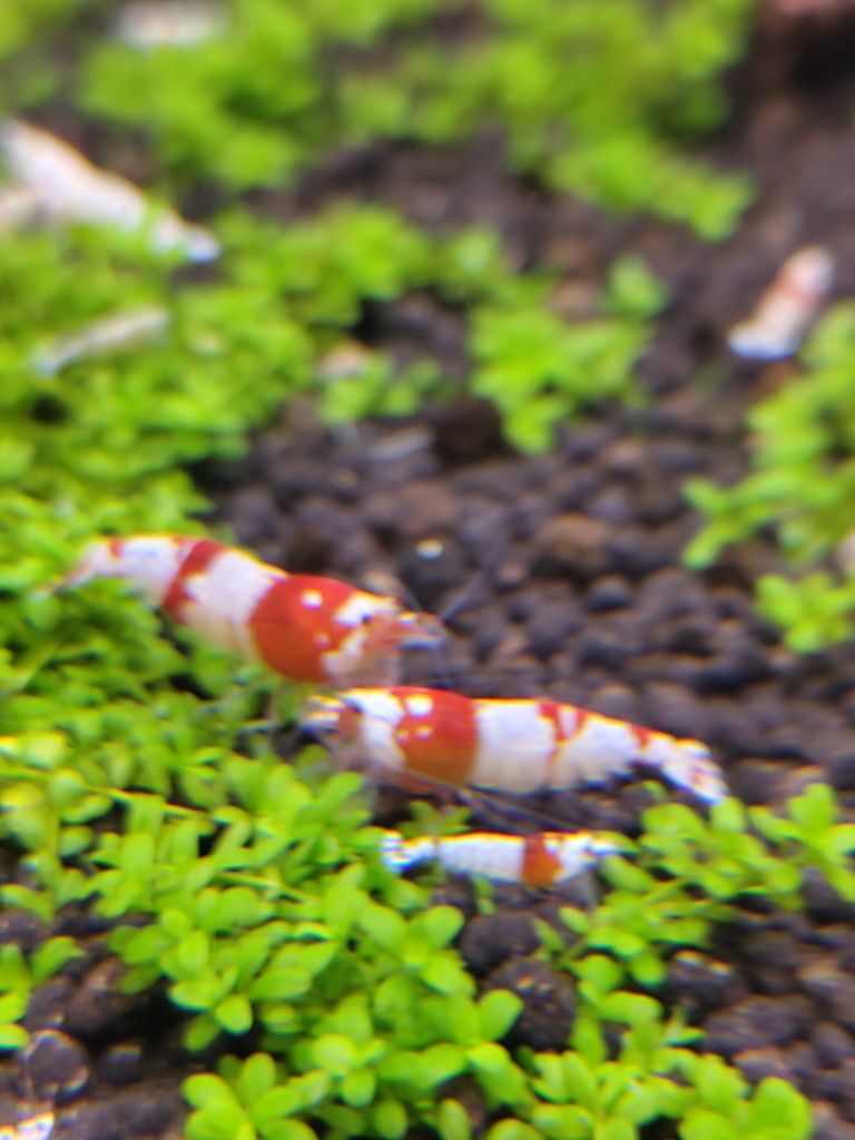 Camarões caridina Crystal Red crs e Golden bee