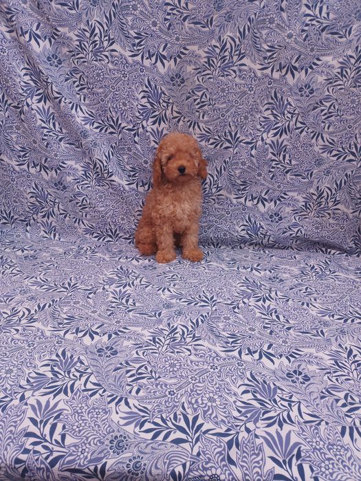 Продам той пуделя.