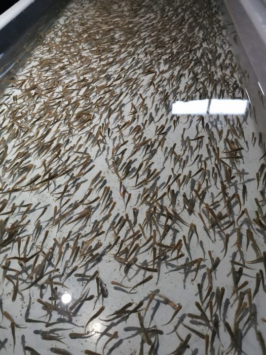 Narybek kroczek pstrąga pstrag tęczowy potokowy