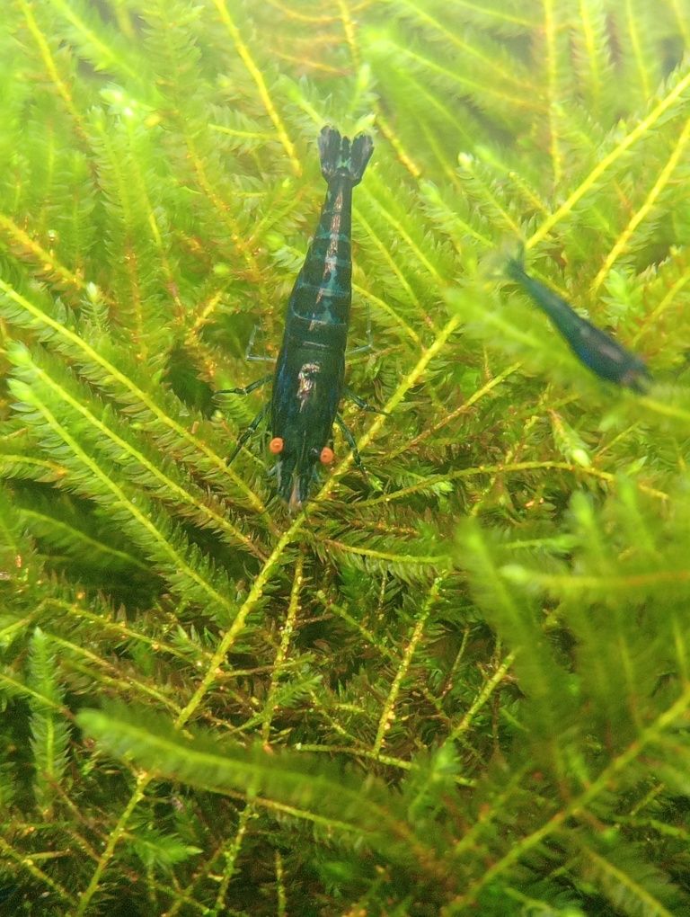 Neocaridinas blue dream OE (orange eyes)