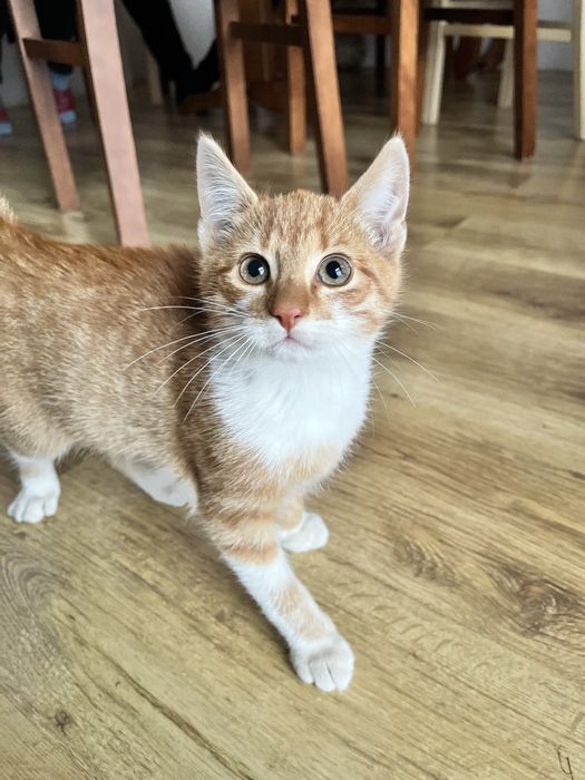 Uroczy kocurek za darmo