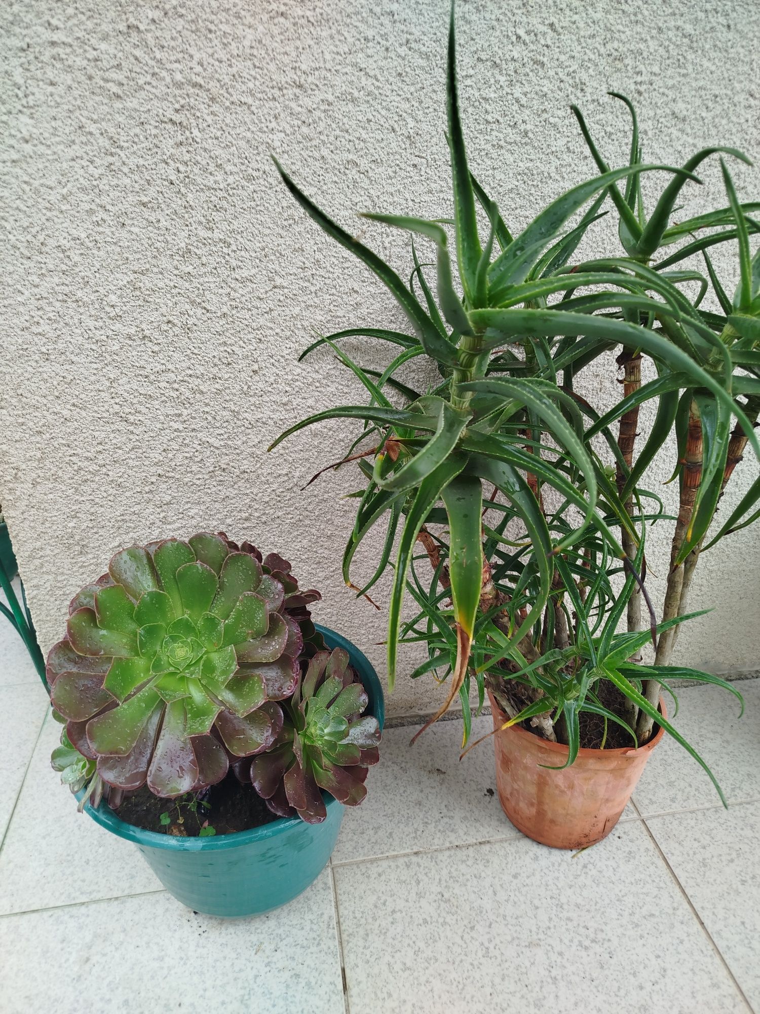 Variedade de plantas