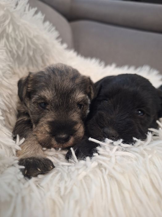 Sznaucer miniaturowy do odbioru przed Mikołajem