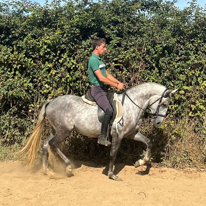 Poldro Lusitano de 3 anos