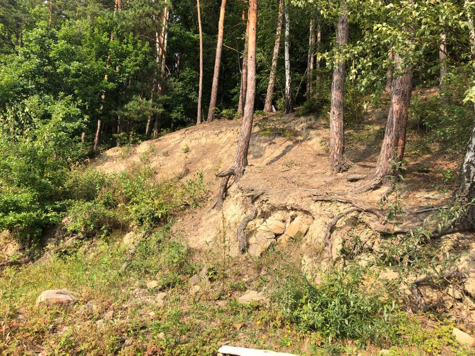 Drzewo na pniu sprzedam świerk ,sosna, dąb