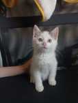 Teo kociak do adopcji