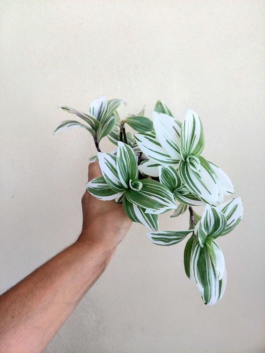 Tradescantia Brightness