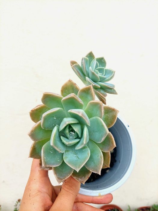 Suculenta Echeveria