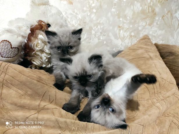 Продаю персидских котят колор-поинт