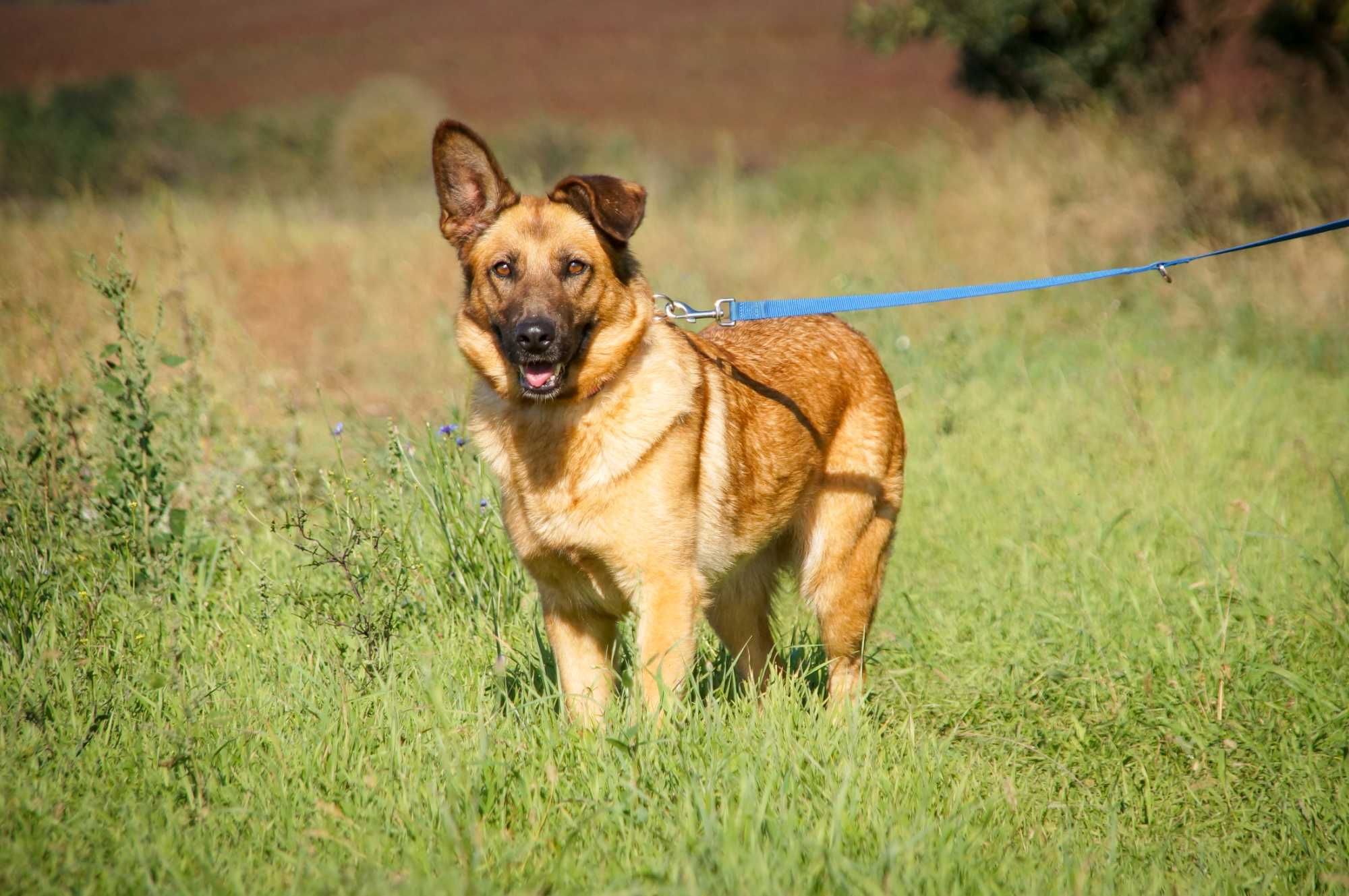 Germena - piękna owczarkowata sunia do adopcji.