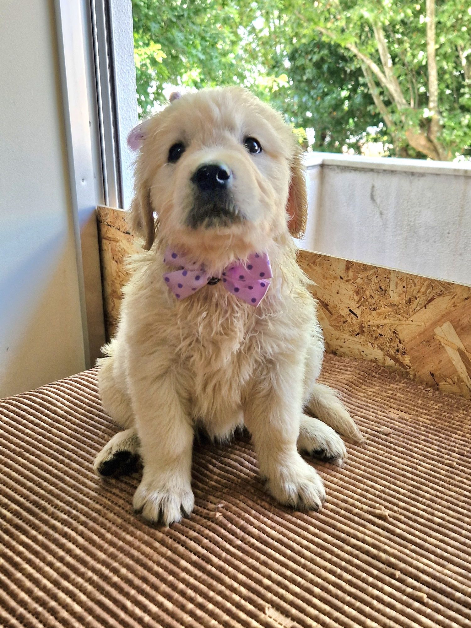 Golden Retriever com LOP