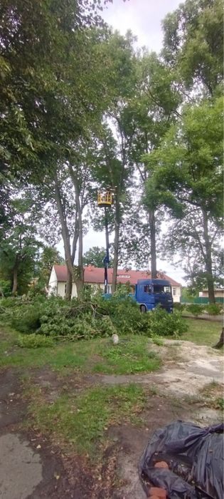 Спилюем аварійні дерева