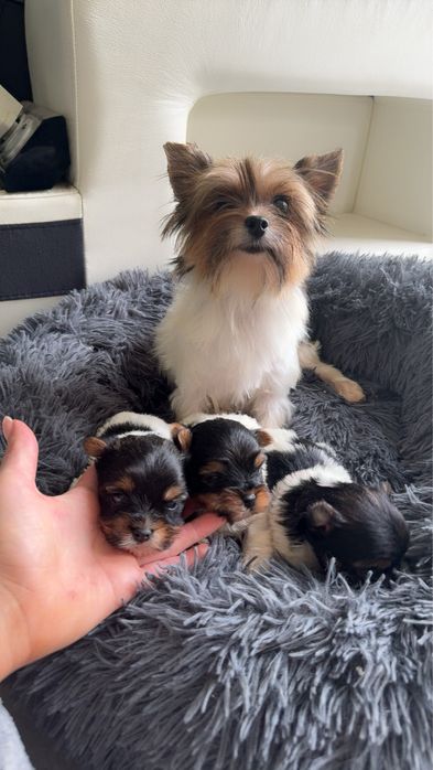 York biewer tricolor suczka xs mini